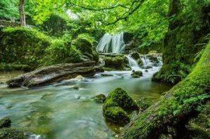 The Beauty of Nature with conifers
