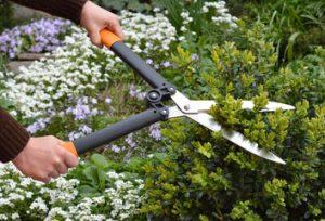 pruning conifers