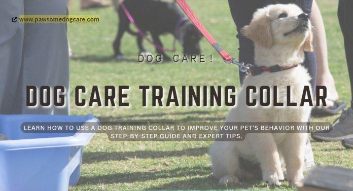 dog care training collar