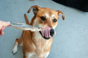 dried-whole-fish