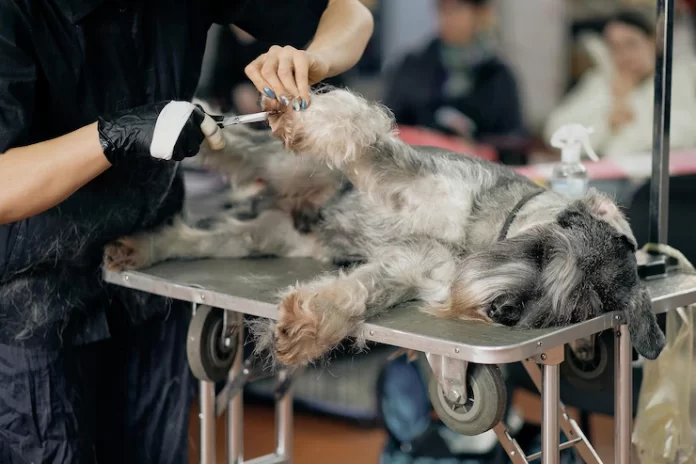 online course for dog grooming