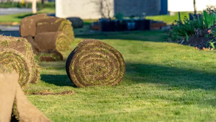 Sod Grass Cultivation