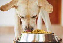 India Pet Food Market