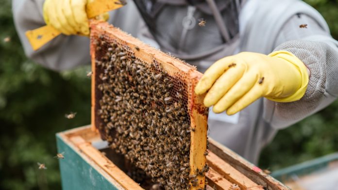 5 Ways Beekeeping Supports Biodiversity and Protects the Environment 5 Ways Beekeeping Supports Biodiversity and Protects the Environment