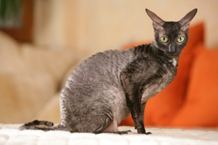 Curled in Charm: The Irresistible World of Cornish Rex Kittens for Sale