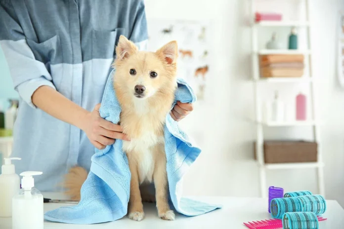 Mobile Dog Grooming Business