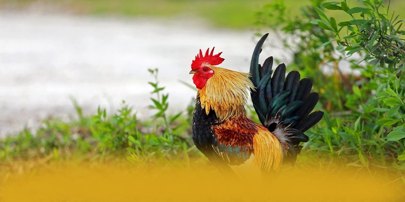 W88 - Cổng giải trí hiệu năng vượt trội được yêu thích nhất