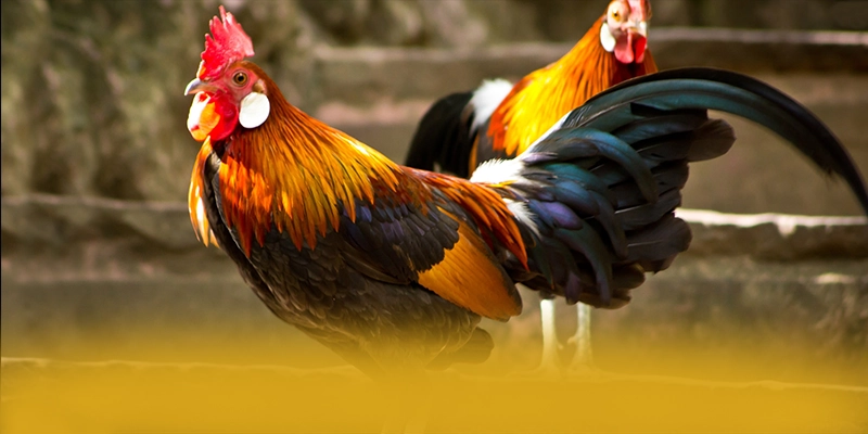 
Khám phá ngay W88 - Cổng game bài hàng đầu Việt Nam được cộng đồng đánh giá cao
