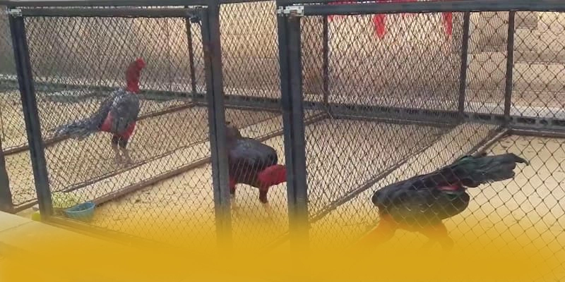 tỷ lệ kèo bóng đá - Kết luận một cách tổng quan.