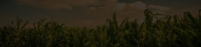 Agricultural and Vineyard Tax CPA expert Santa Barbara