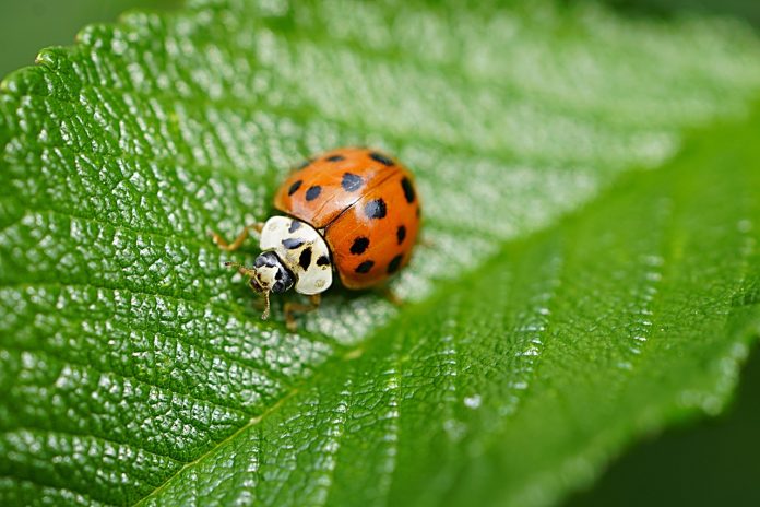 asian-ladybug-6364162_1280