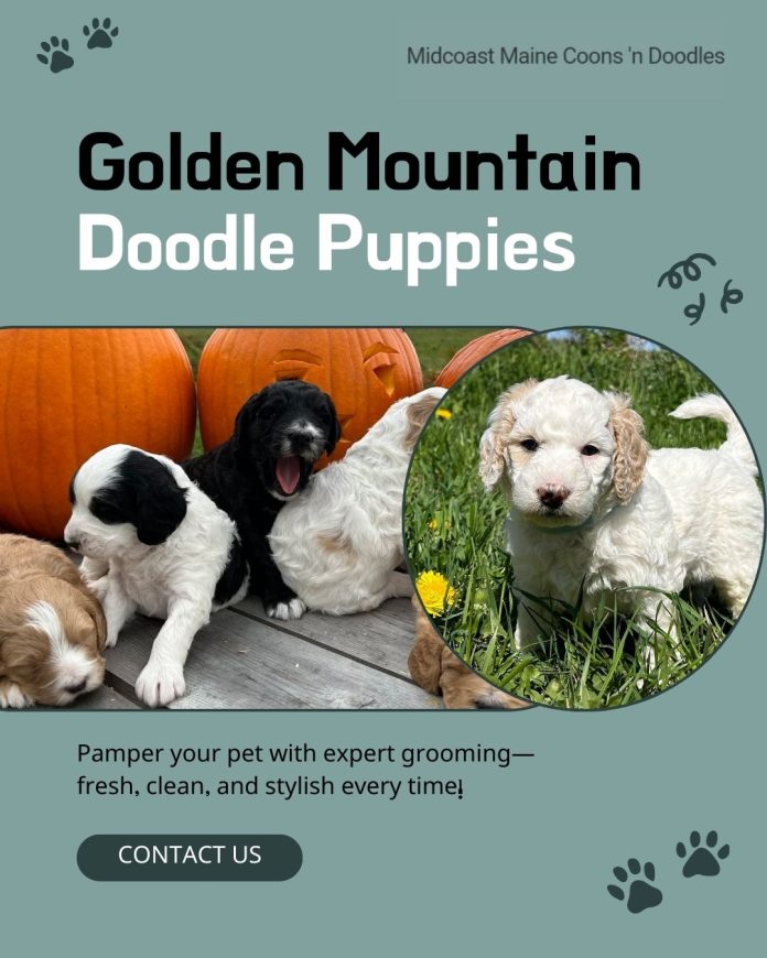 Golden Mountain Doodle puppies