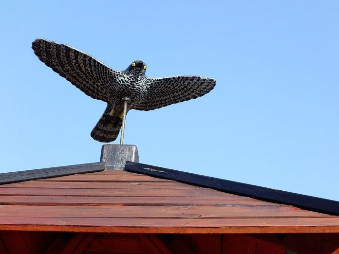 How to Keep Birds Away from Your Property Humanely