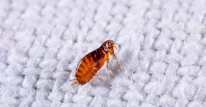 flea-on-material Managing Flea Infestations: Why Your Vacuum Isn't Enough
