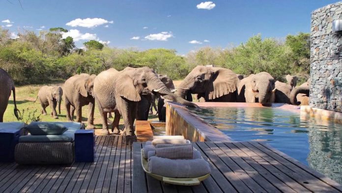 Luxury safari lodge pool with elephants drinking water in the wild under a clear blue sky.