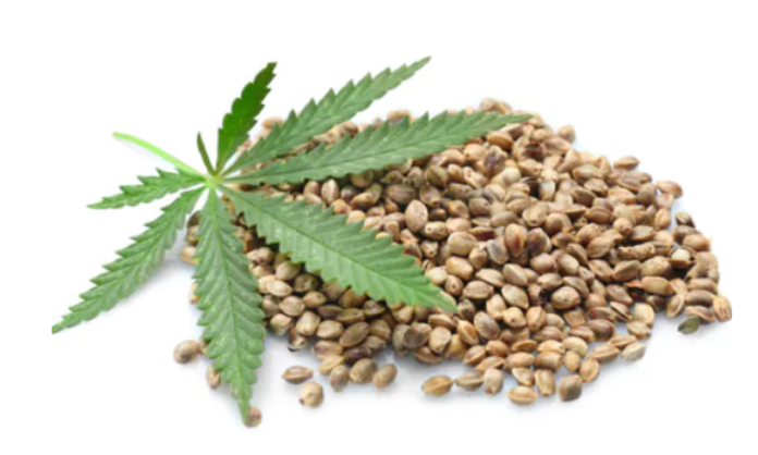 Where to Buy Marijuana Seeds in Colorado
