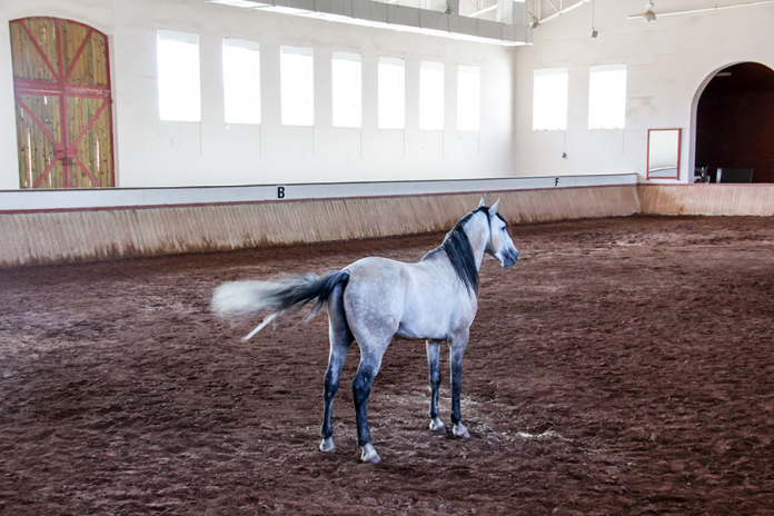 equestrian arena footing solutions equestrian arena footing solutions