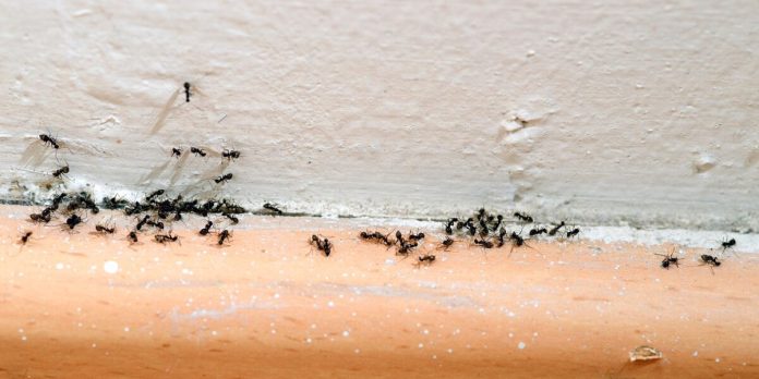 Spider pest control