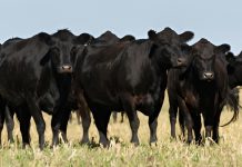cattle producer financing