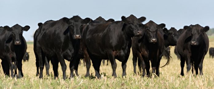 cattle producer financing