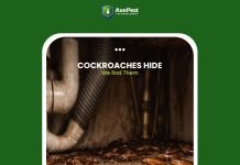 What Happens When Roaches Treatment Goes Beyond Spraying and Addresses the Source?