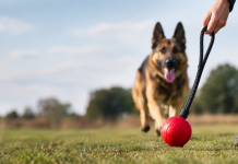 Dog ball on a string used for interactive training and play outdoors.