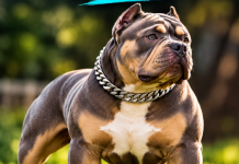 Healthy XL American Bully Puppy