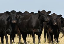 feeder cattle loans Alberta