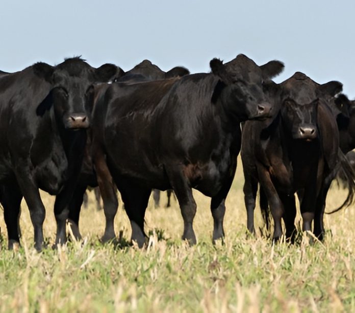 feeder cattle loans Alberta feeder cattle loans Alberta